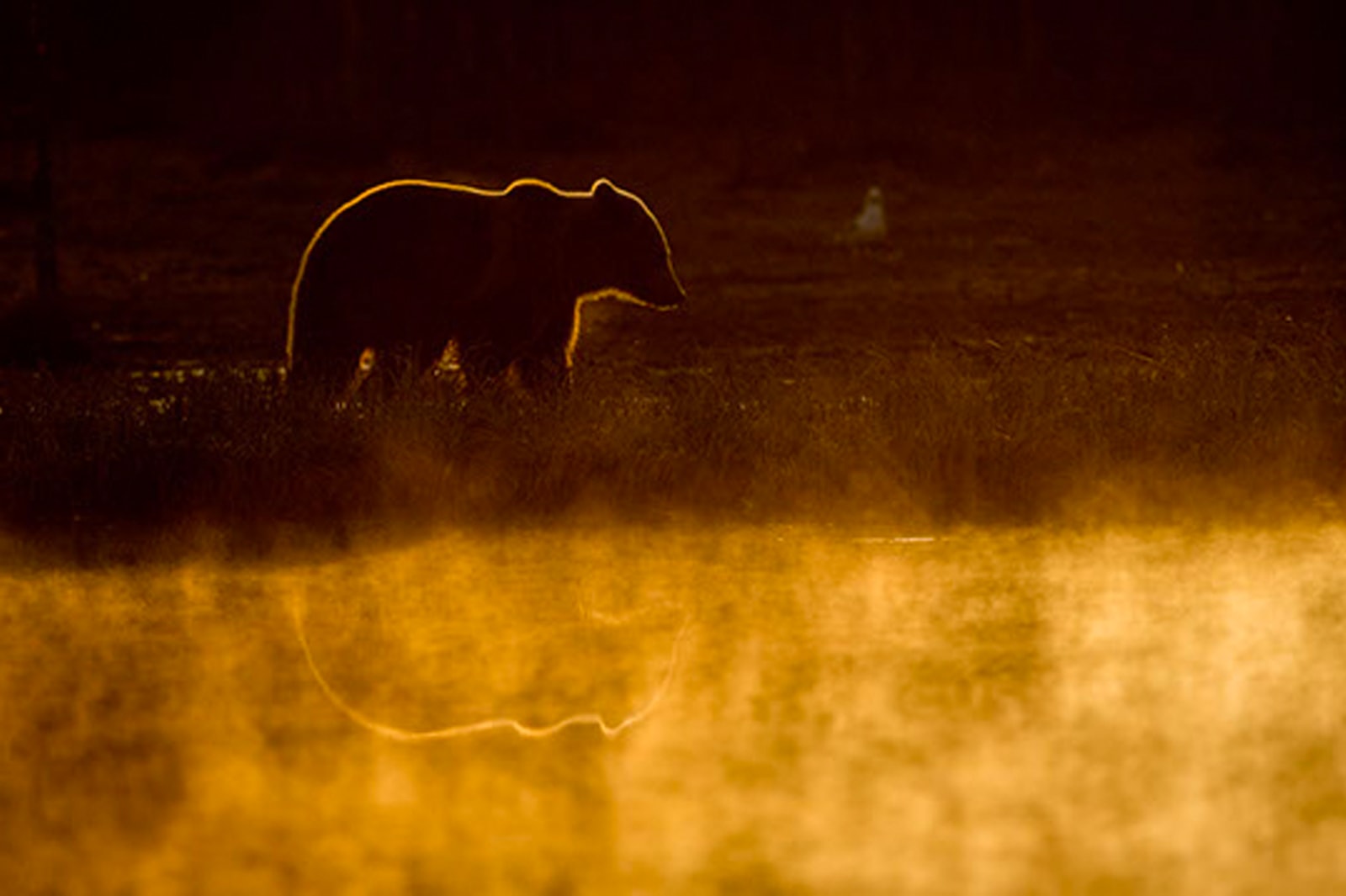 Bear in swamp on summer night