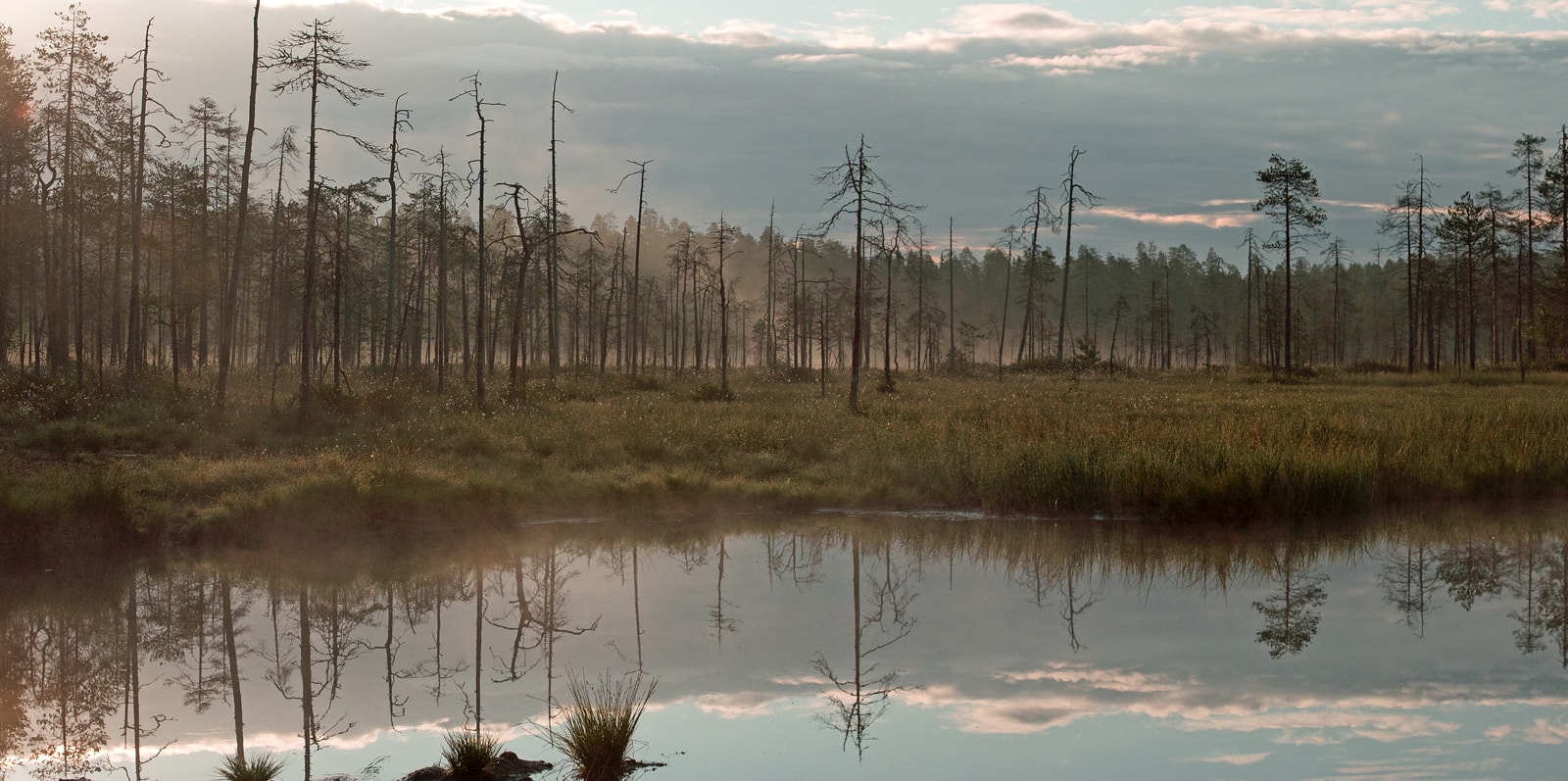 Swamp view from hide