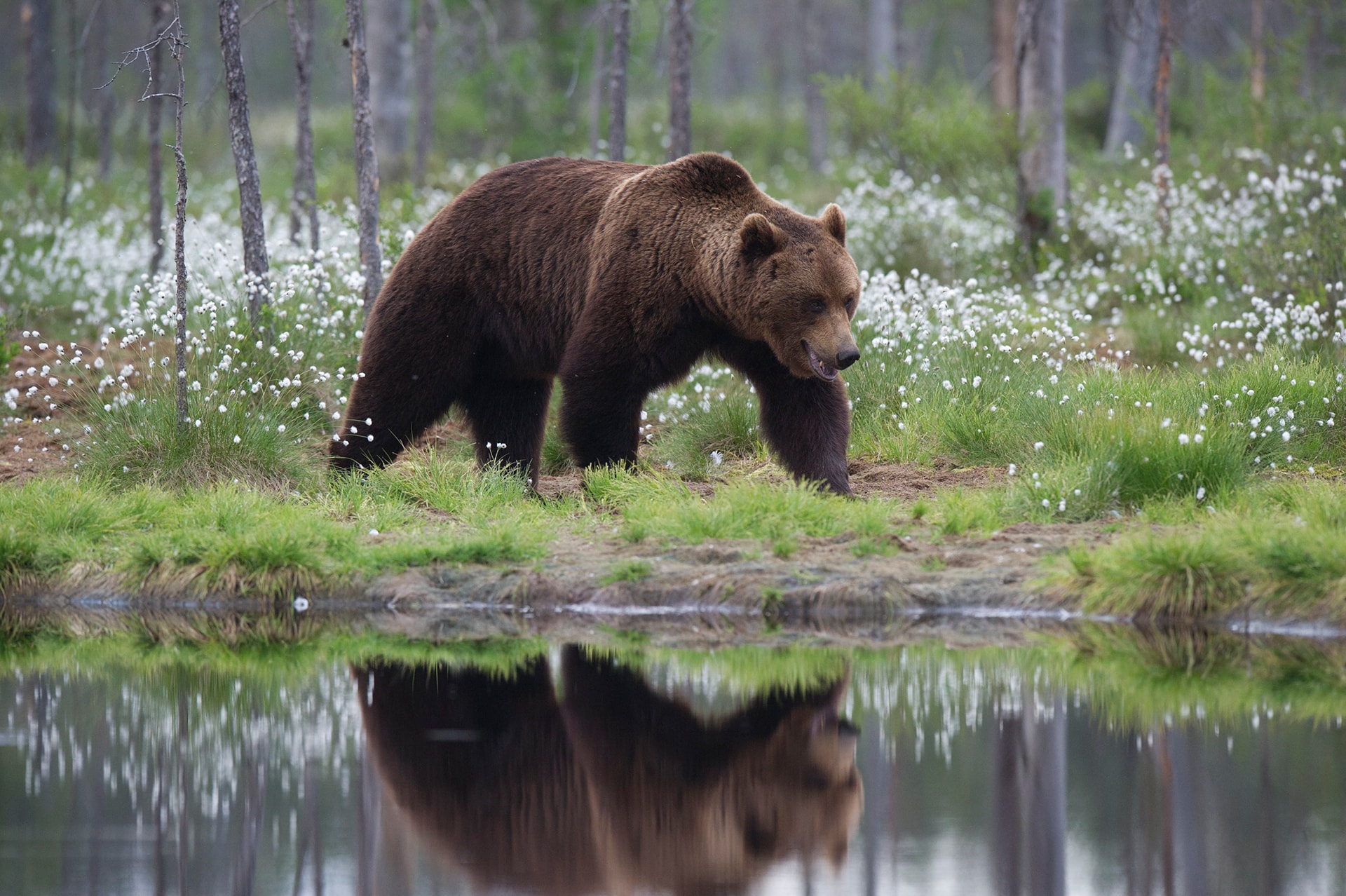 unique-wildlife-experience-to-remember-bear-centre