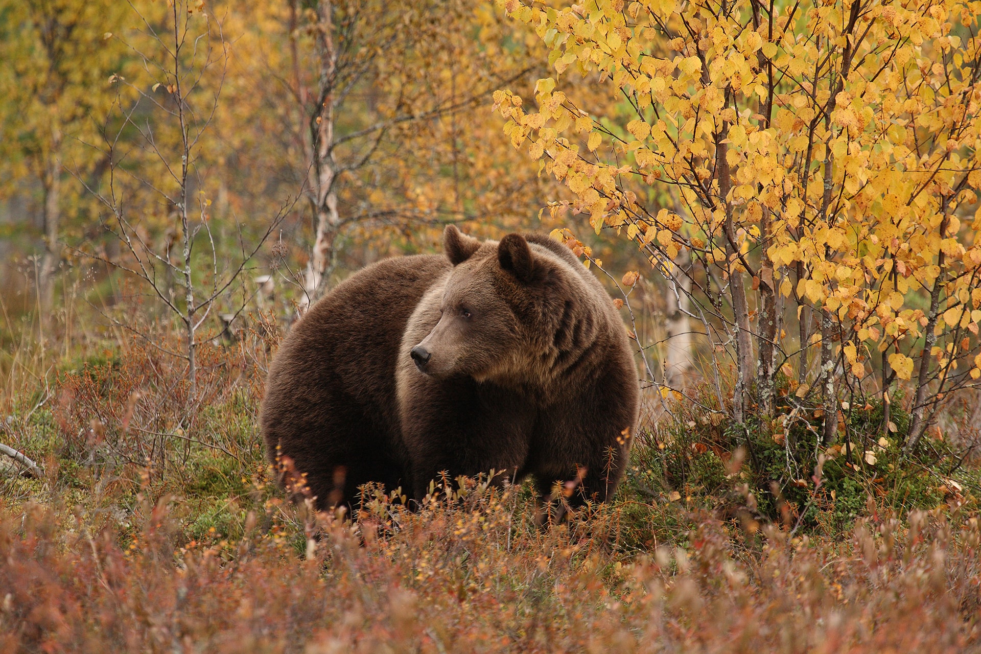 Unique Wildlife Experience to Remember Bear Centre