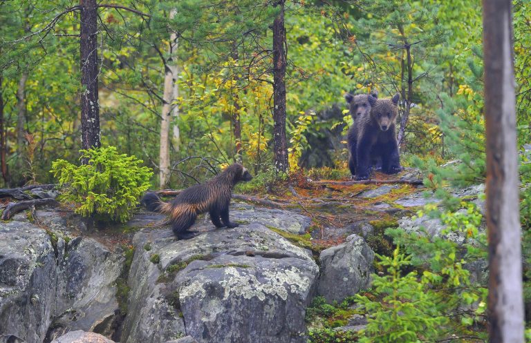 Wolverine and bear cubs on a rock