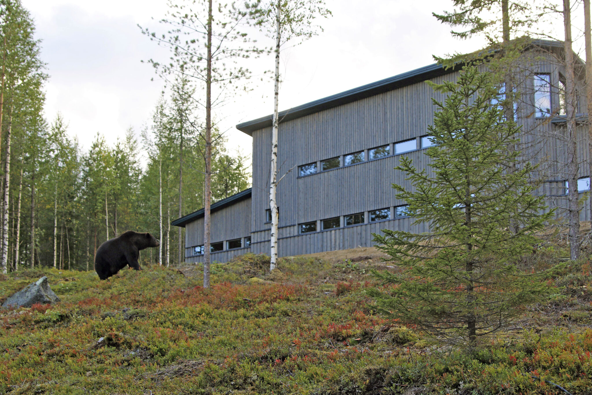 unique-wildlife-experience-to-remember-bear-centre