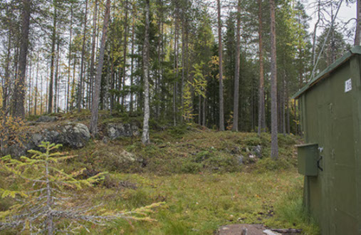 Hide 16 in forest