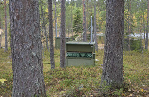 Hide 16 in forest