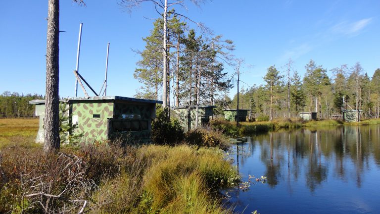 Hides 2-6 in swamp lakes ledge