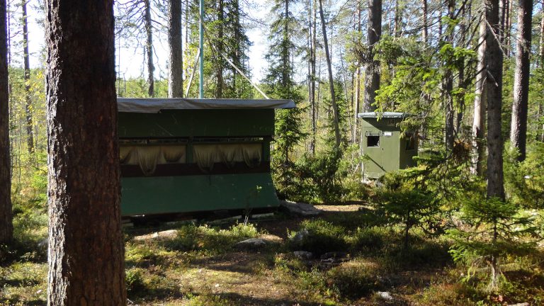Hides 7 and 14 in the forest