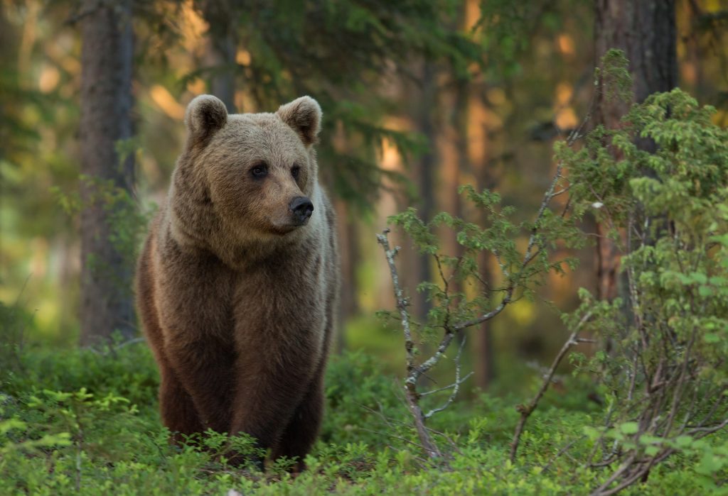 Bear in forest