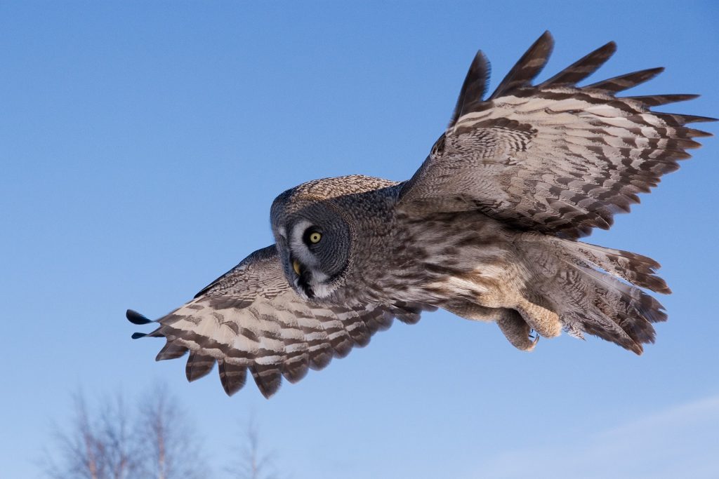 Great gray owl flying