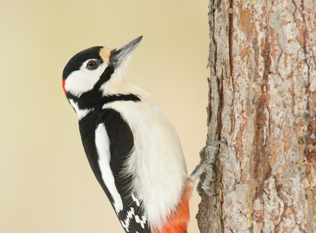 Great spotted woodpecker