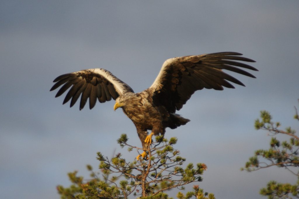 White tailed eagle landing on top of a tree