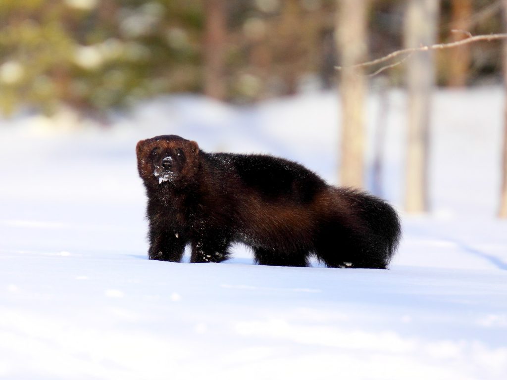 Wolverine on snow