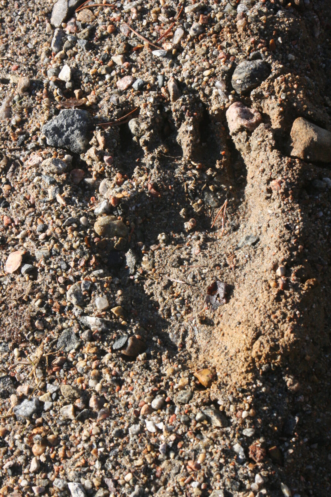 Unique Wildlife Experience to Remember - Bear Centre