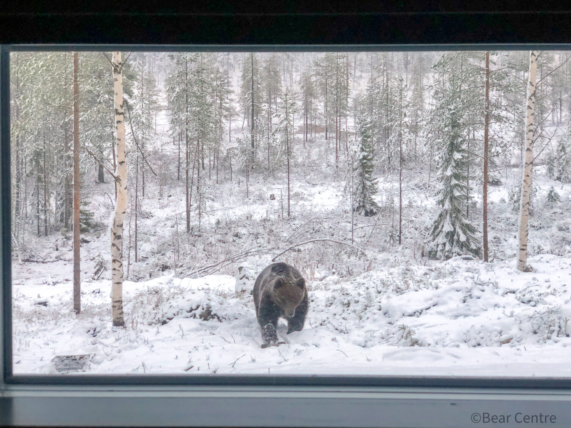 Bear Watching Night at Martinselkonen | Visit Finland